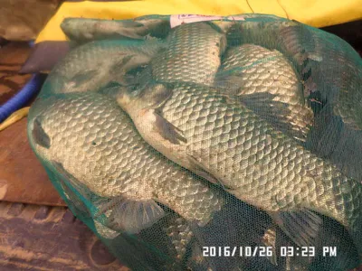 충주 탄금호 낚시조황