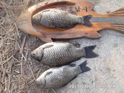 충주 탄금호 낚시조황