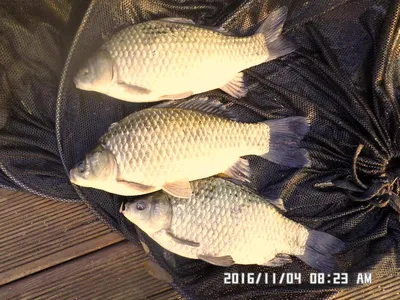 충주 탄금호 낚시조황