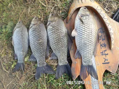 충주 탄금호 낚시조황