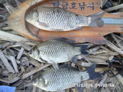 충주 탄금호 낚시조황