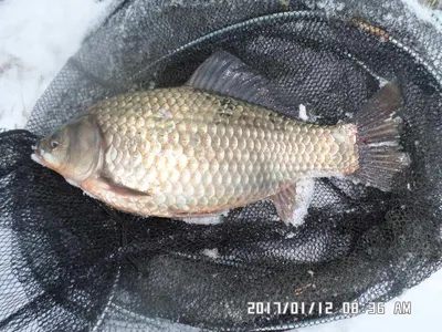 충주 탄금호 낚시조황