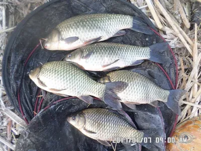 충주 탄금호 낚시조황