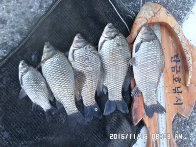 충주 탄금호 낚시조황