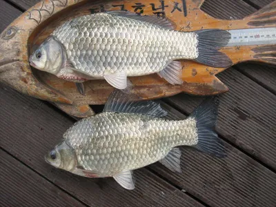 충주 탄금호 낚시조황