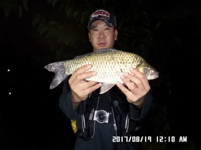 탄금호낚시조황