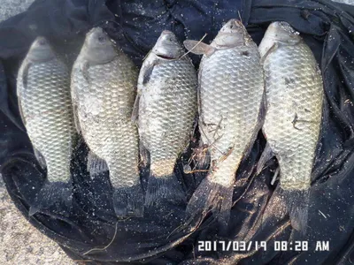 충주 탄금호 낚시조황