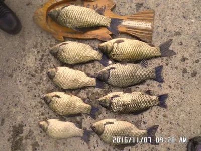 충주 탄금호 낚시조황