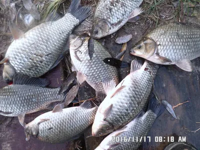 충주 탄금호 낚시조황