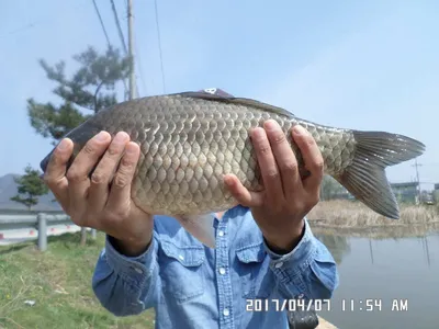 입석에대물44cm 호조황