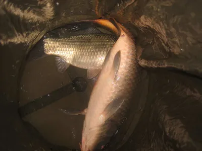 충주탄금호낚시대물38cm조황