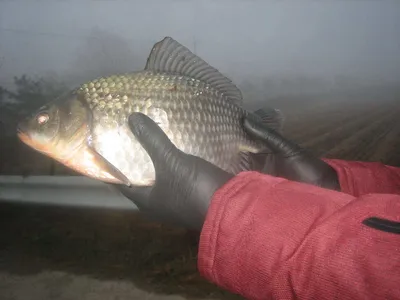 충주 탄금호 낚시조황