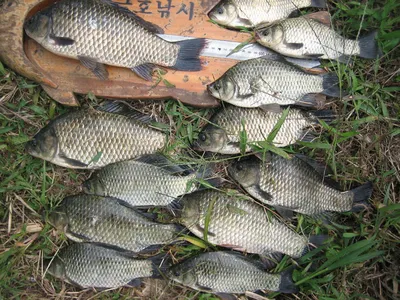 충주 탄금호 낚시 대박조과