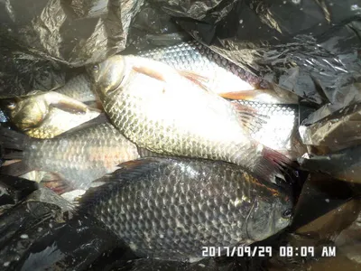 탄금호낚시조황