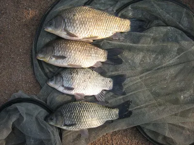 충주탄금호낚시조황