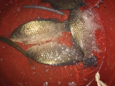 충주 탄금호 낚시조황