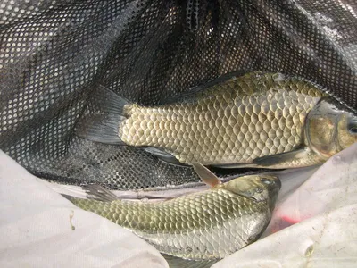 충주 탄금호 낚시조황