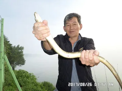 탄금호낚시조황