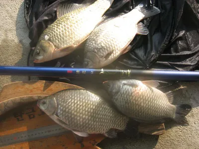 충주 탄금호 낚시조황