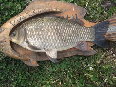 충주탄금호낚시대물4짜소식