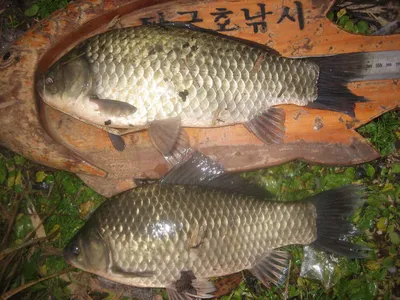 충주탄금호낚시 대물조황