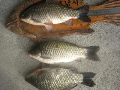 충주 탄금호 낚시조황