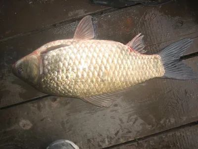 충주탄금호낚시새해 첫4짜 대물조황41cm