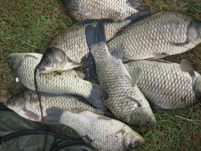 충주탄금호 낚시조황