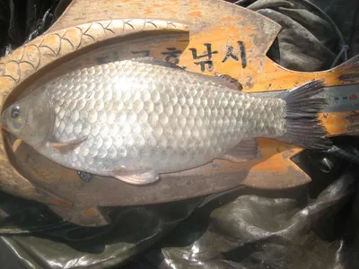 충주탄금호낚시 조황