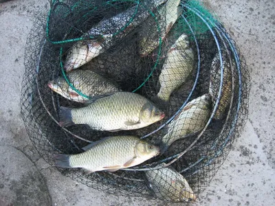 충주 탄금호 낚시조황