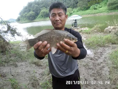탄금호낚시조황