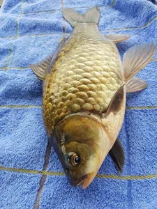 충주탄금호낚시대물38cm조황