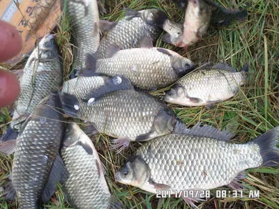 탄금호낚시 마리수조황