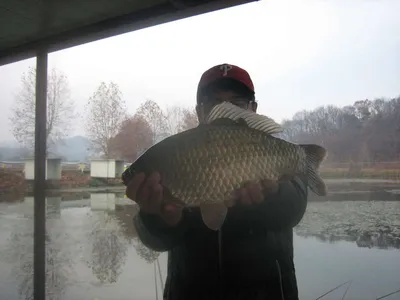 충주 탄금호낚시대물42cm 40,5cm조황