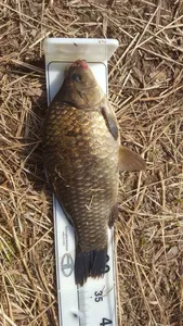 지전교,앵천수로,관성지,사정지