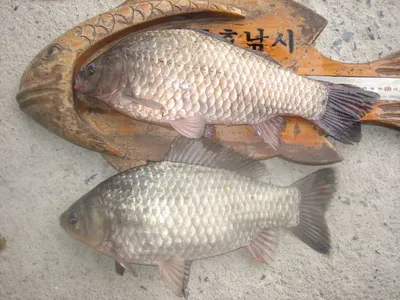 충주탄금호낚시 대물39cm조황