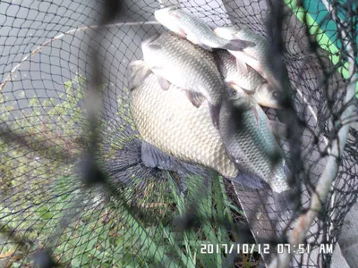 탄금호낚시조황