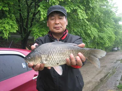 충주탄금호낚시대물41cm조황