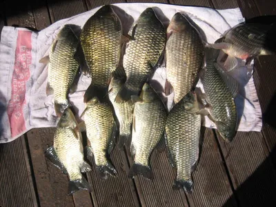 충주 탄금호 낚시조황