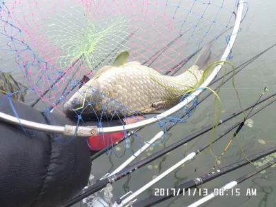 탄금호낚시조황