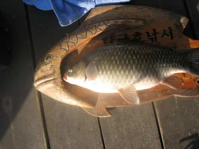 충주탄금호낚시 새해첫대물38cm조황