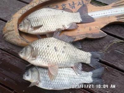 탄금호낚시대물37cm조황