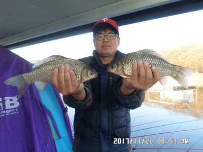 탄금호낚대물38.5cm조황