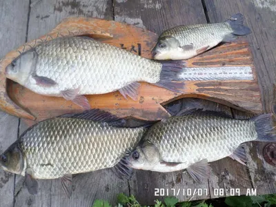 탄금호낚시대물38cm 36.5cm등등마리수조황