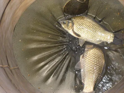 충주 탄금호 낚시조황