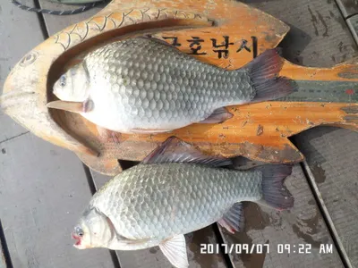 탄금호낚시조황