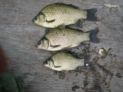 충주 탄금호 낚시조황