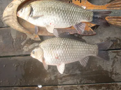 충주탄금호낚시대물41cm조황