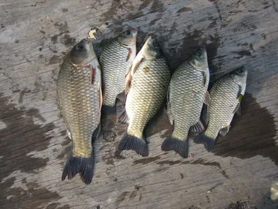 충주 탄금호 낚시조황