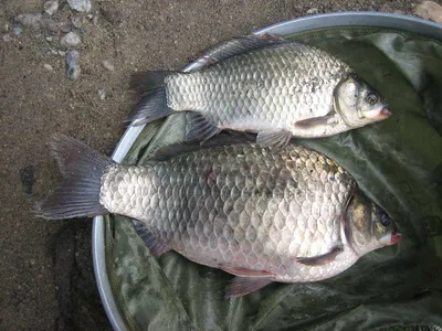 충주 탄금호 낚시조황